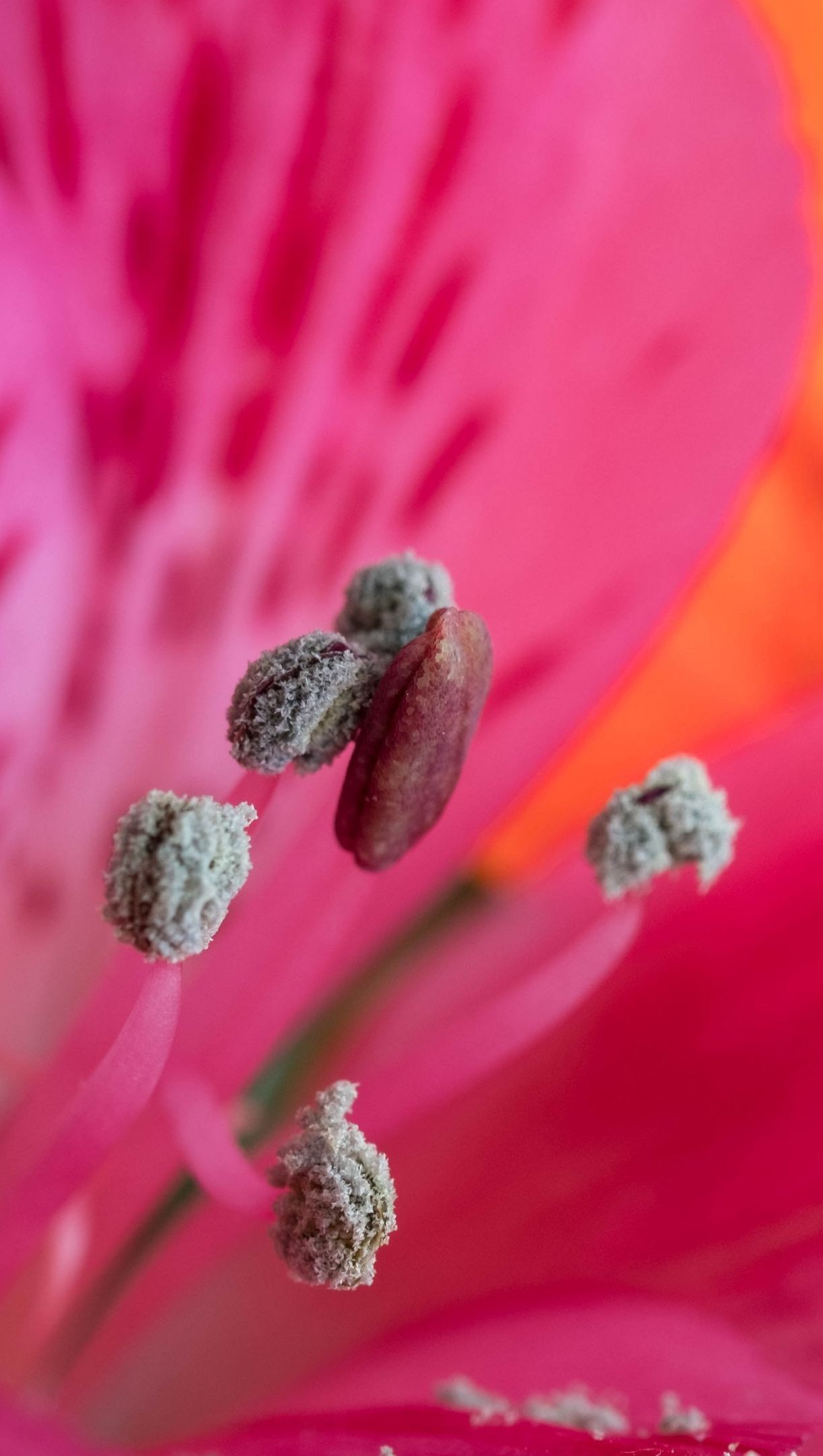 Polen en flor rosa