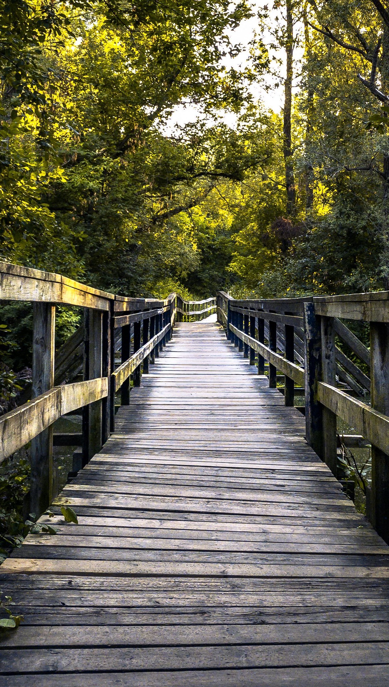 Puente junto a arboles