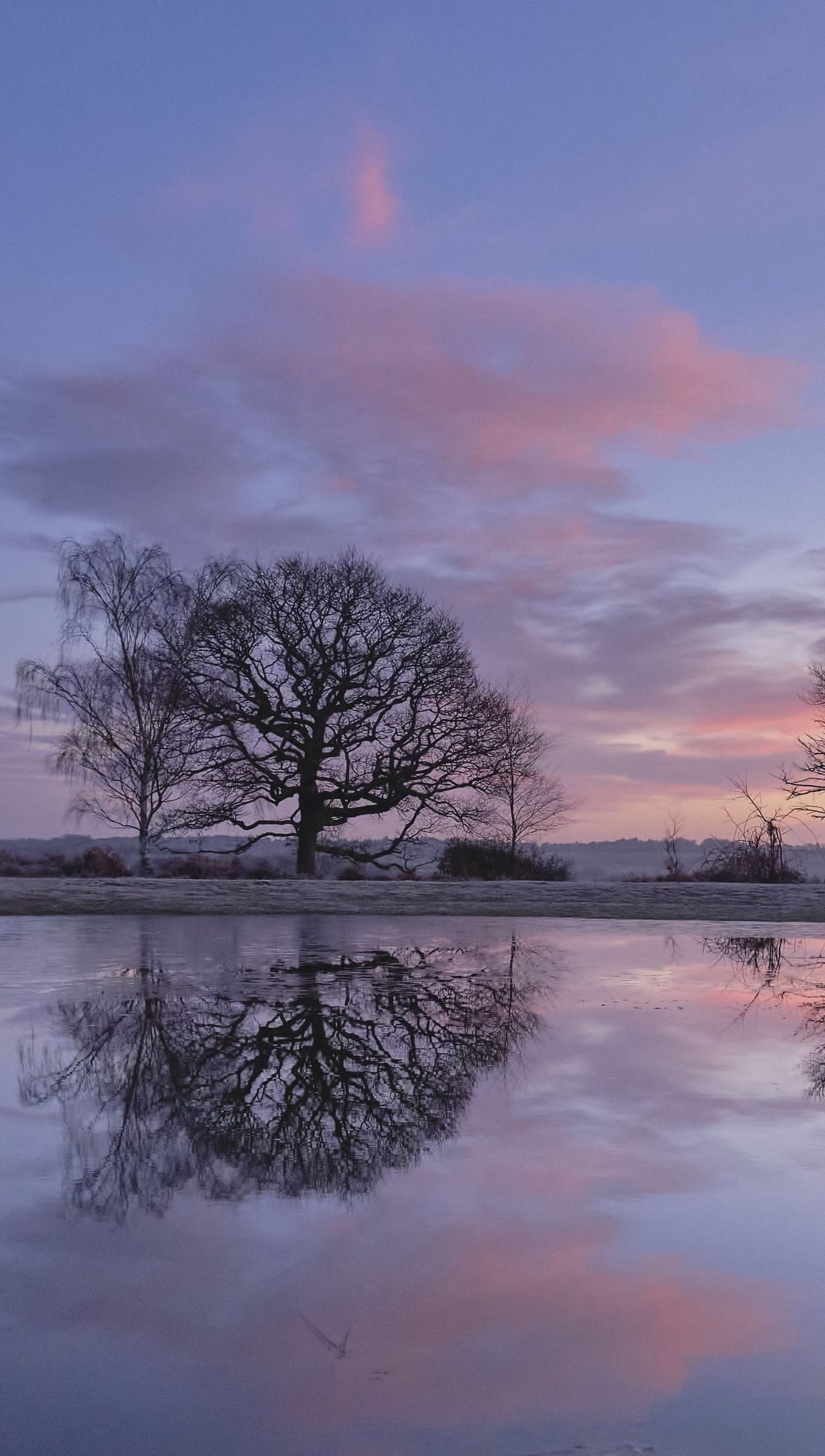 Ramas de arboles reflejadas en lago