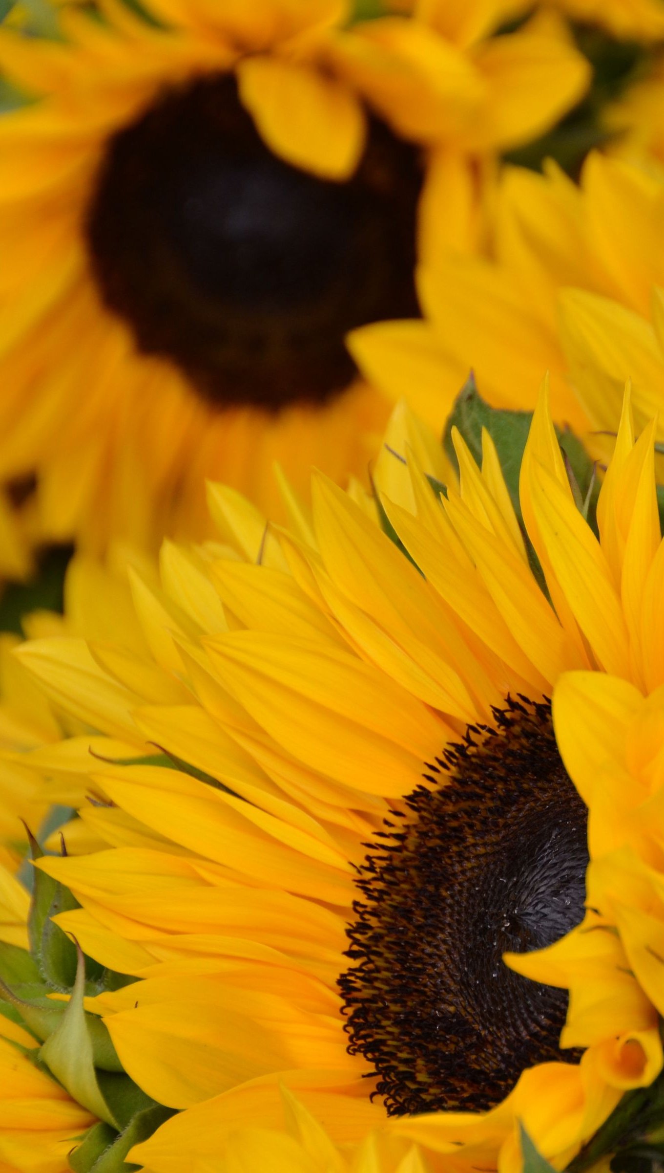 Ramo de girasoles