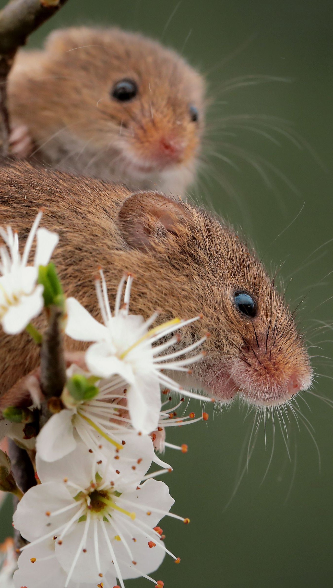 Ratones en rama con flores