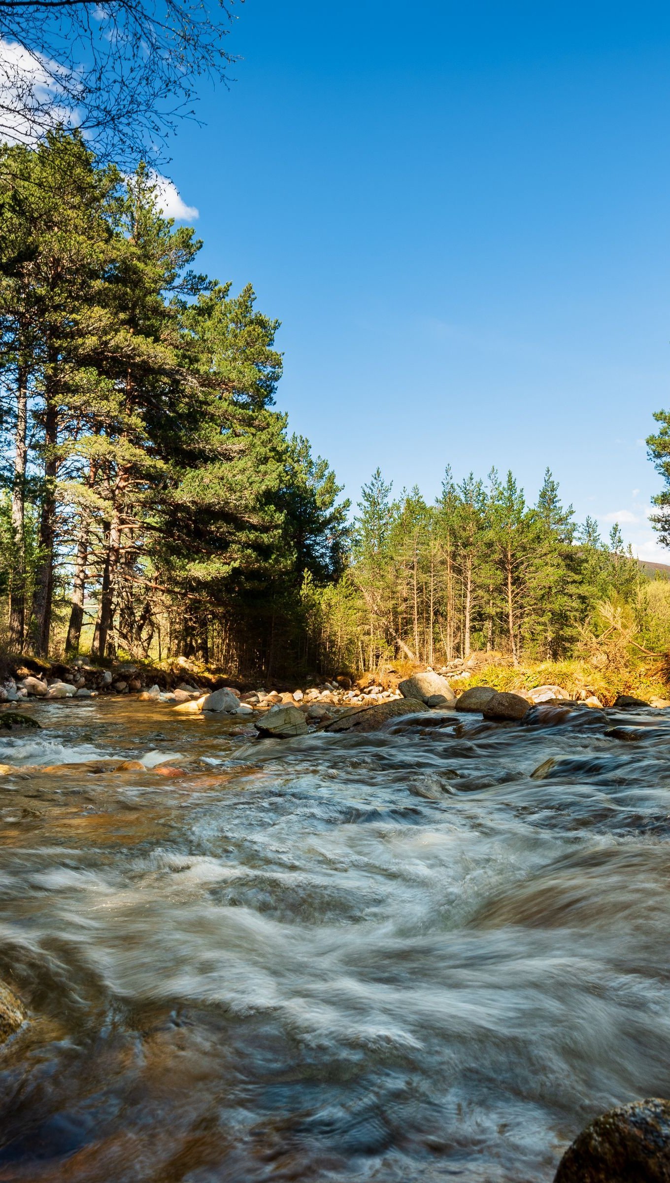 Rio con piedras en el bosque