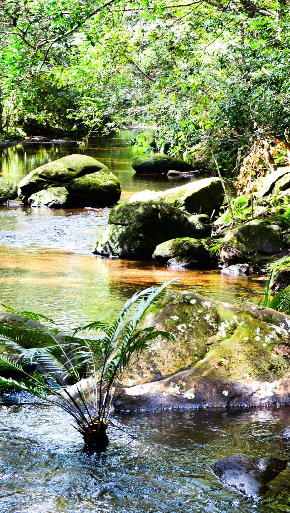 Rio con plantas y rocas