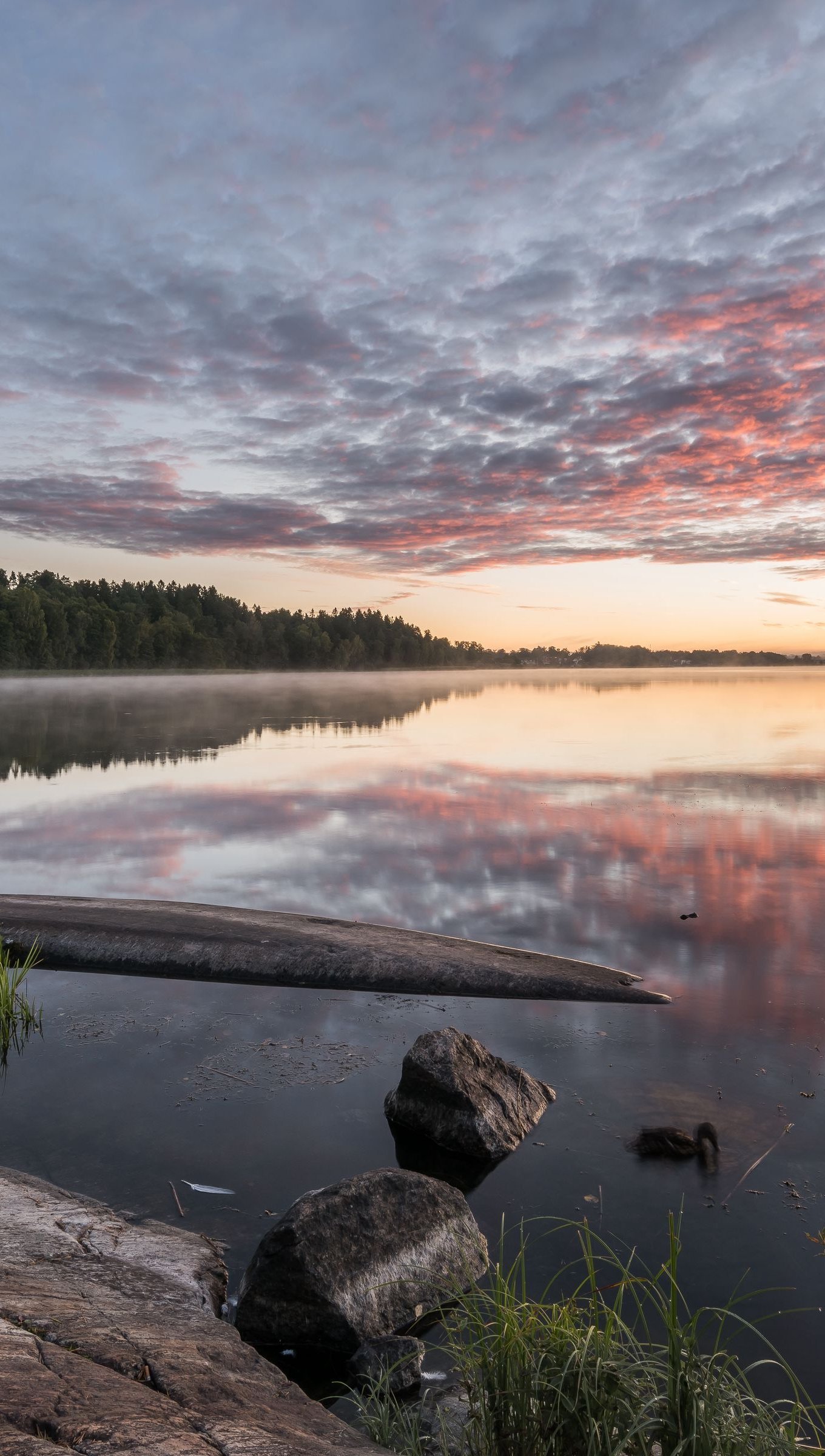 Rio en bosque al atardecer