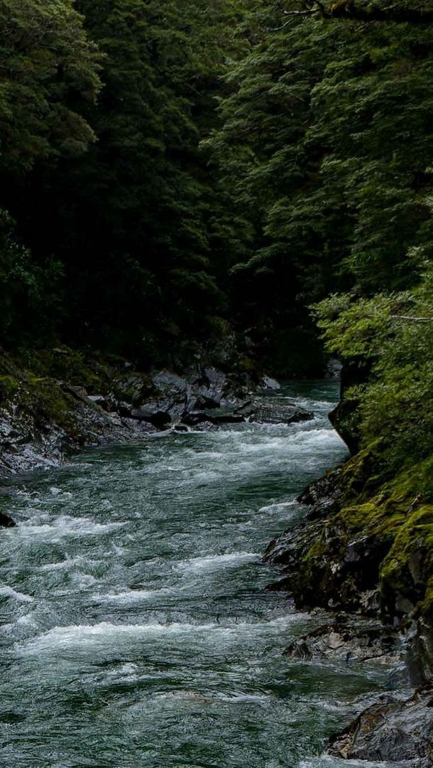 Rio en medio del bosque