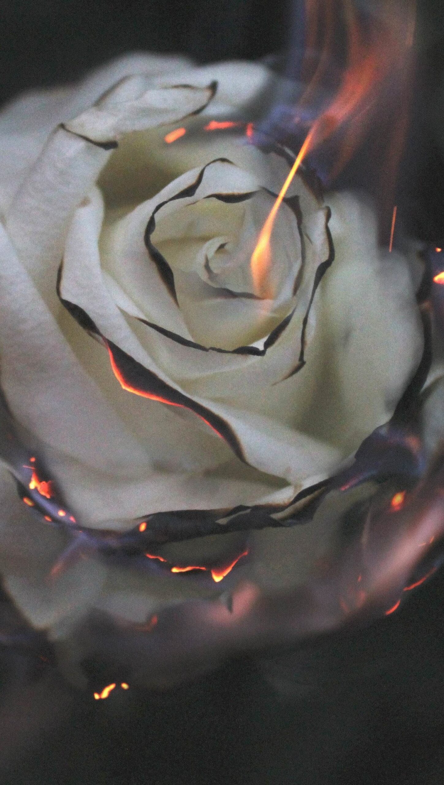 Rosa blanca en fuego