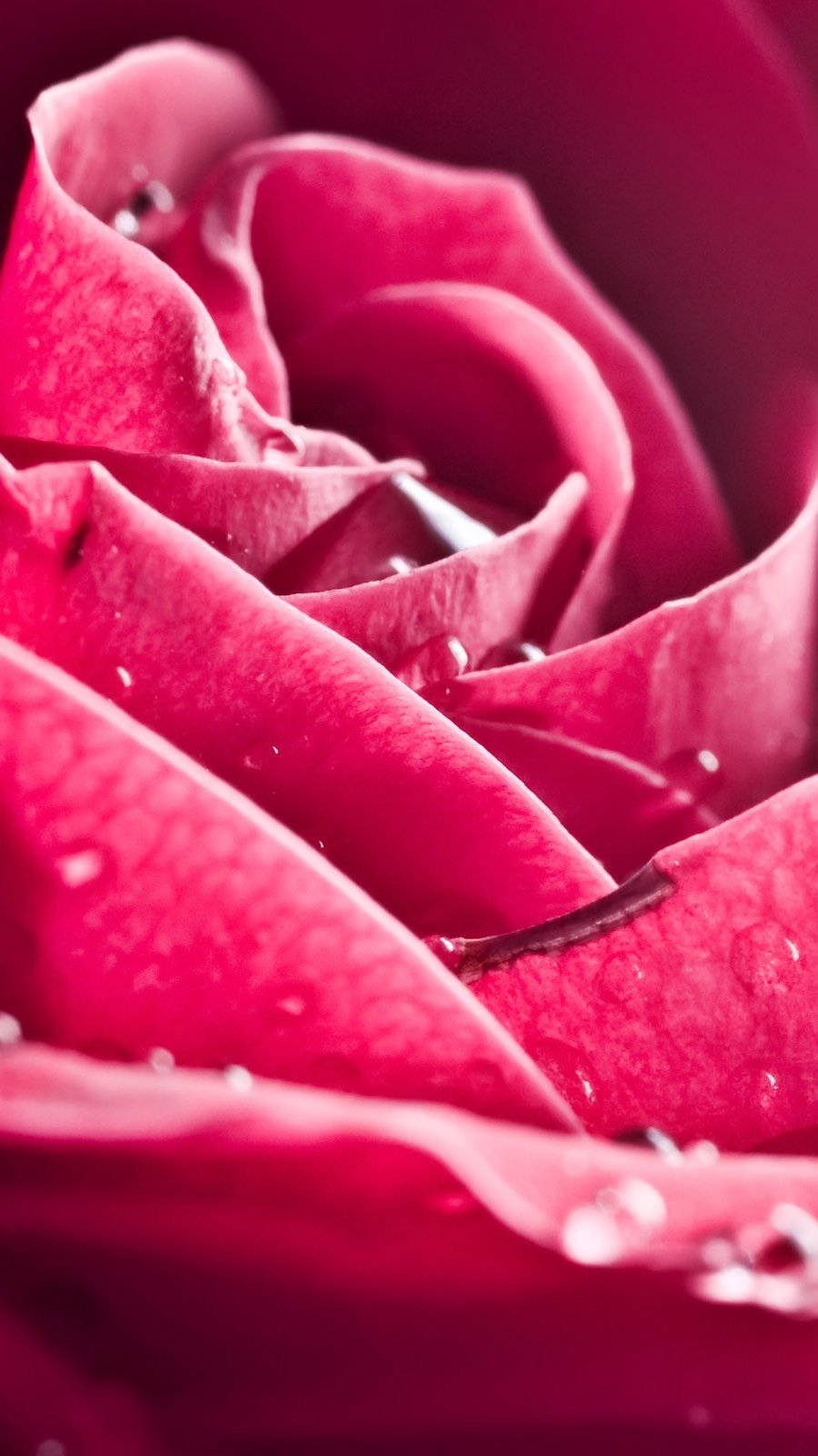 Rosa con gotas de agua