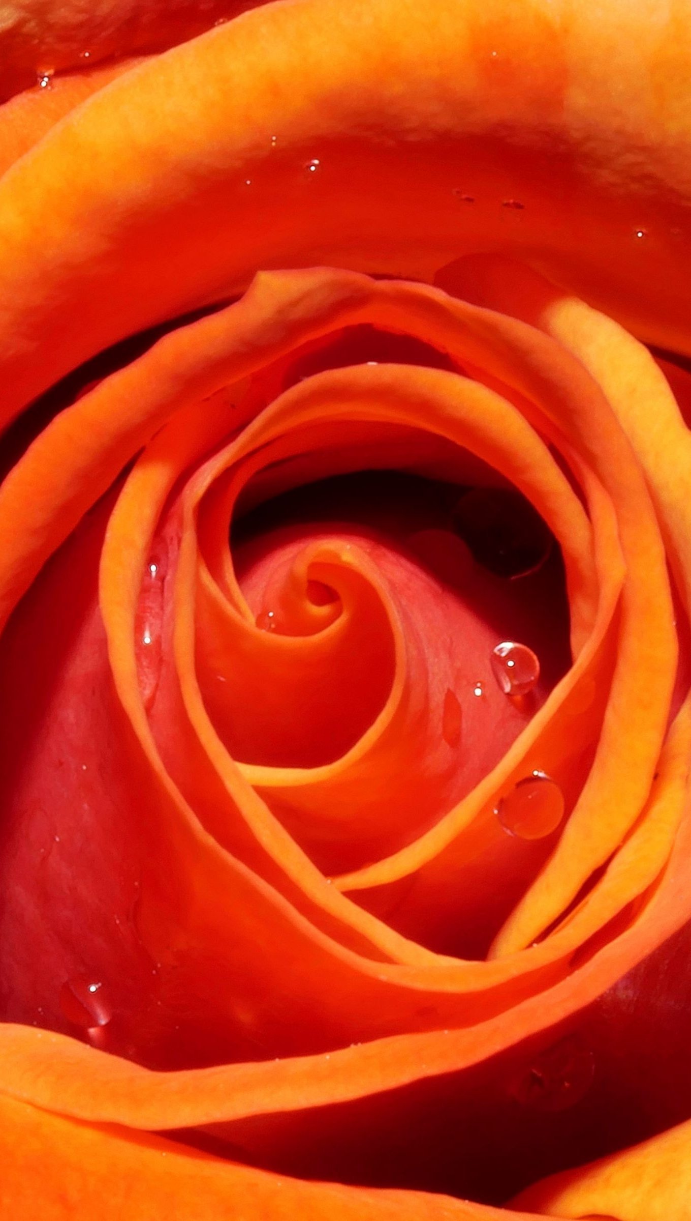 Rosa naranja con gotas de agua