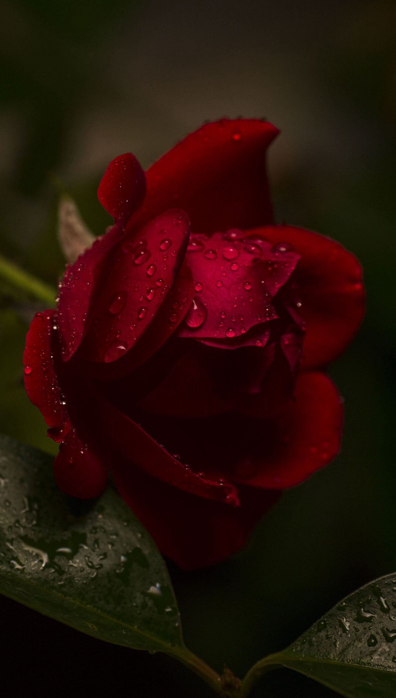 Rosa roja con gotas de agua