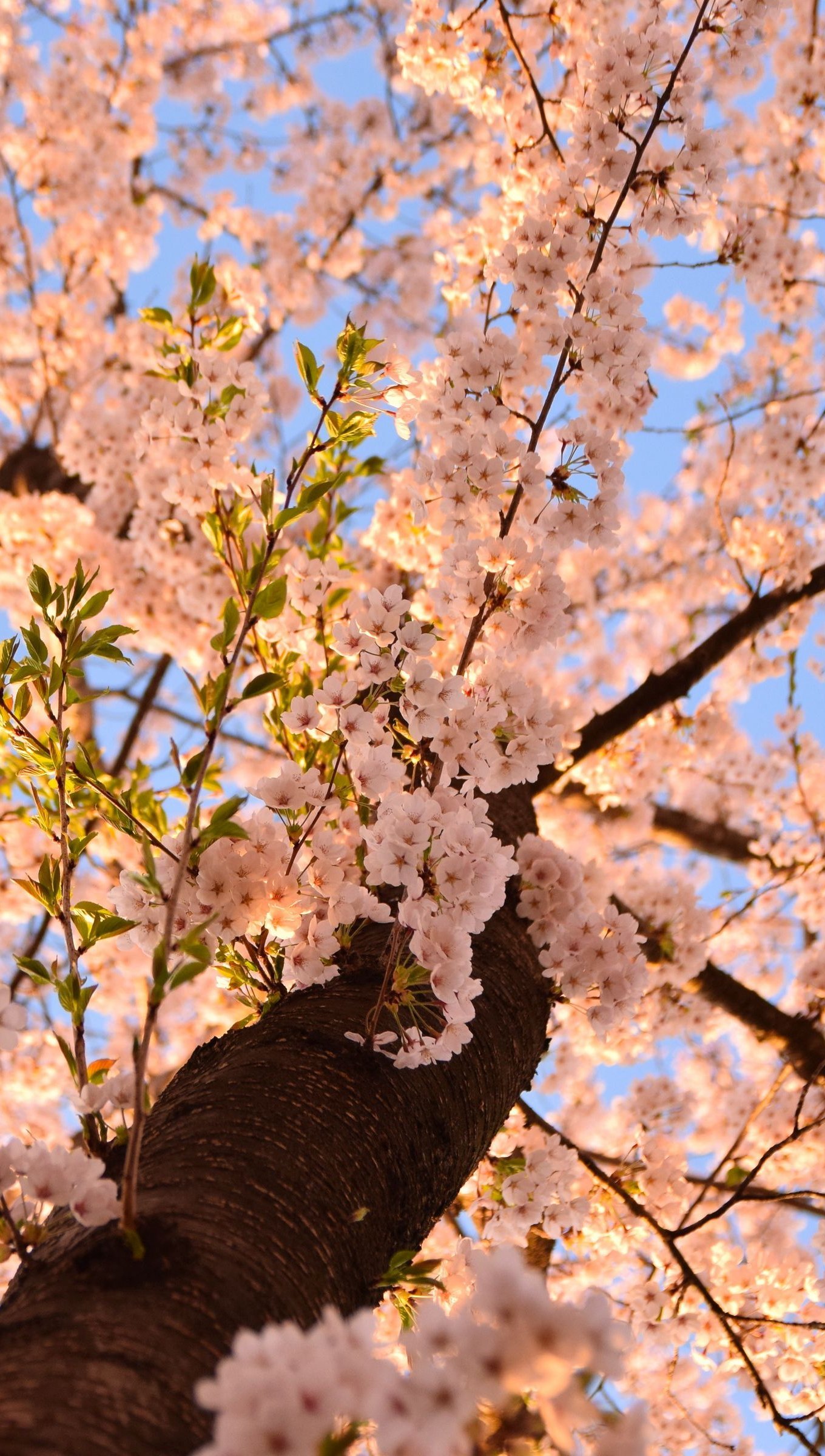 Sakura cerezo