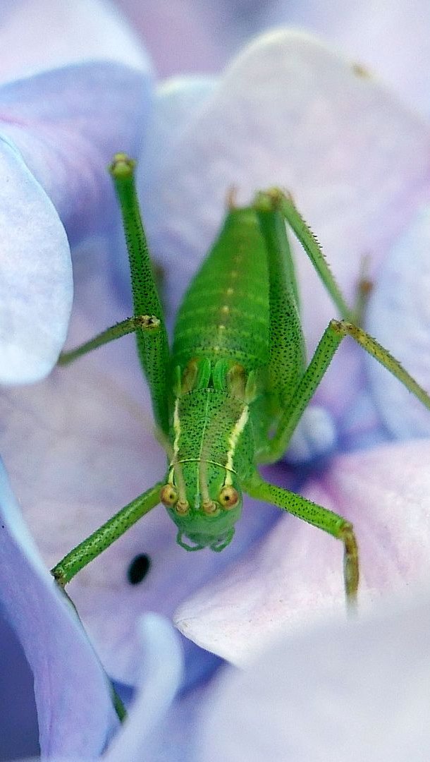 Saltamontes sobre flores