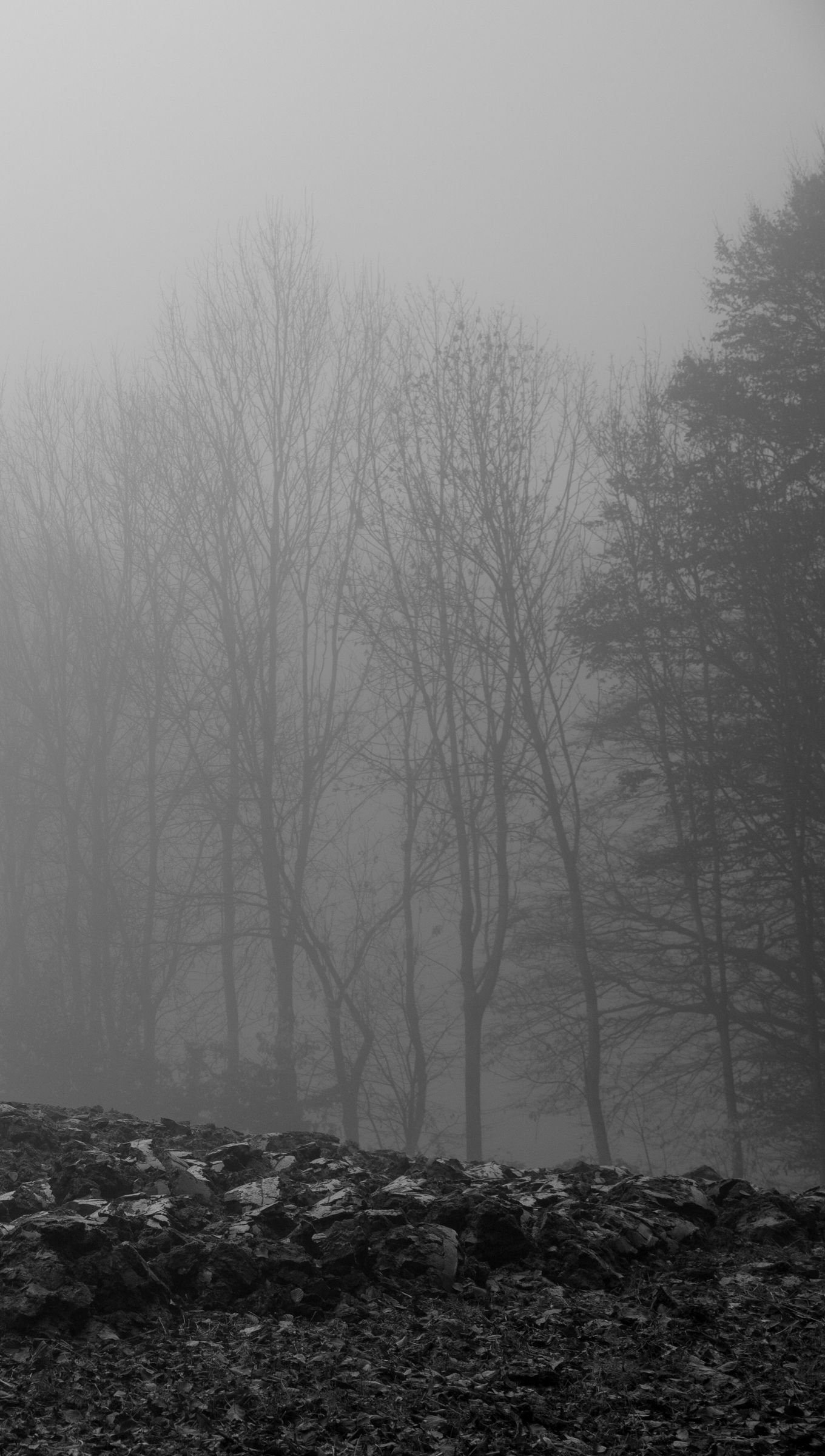 Silueta de arboles en ambiente oscuro