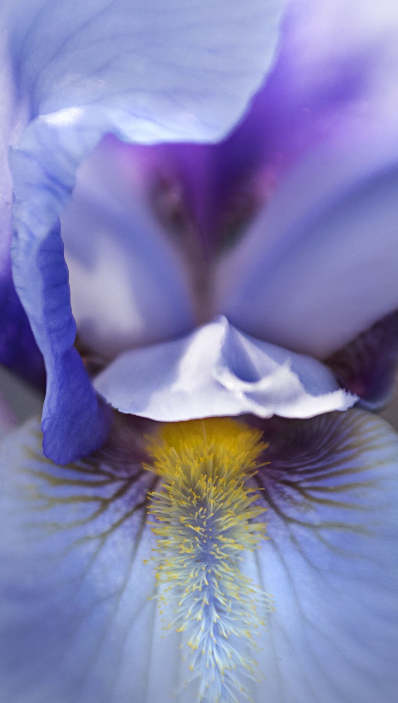 Textura de petalos