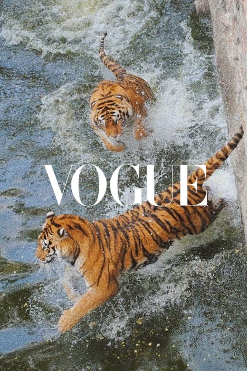 Tiger x vogue tiger aesthetic HD