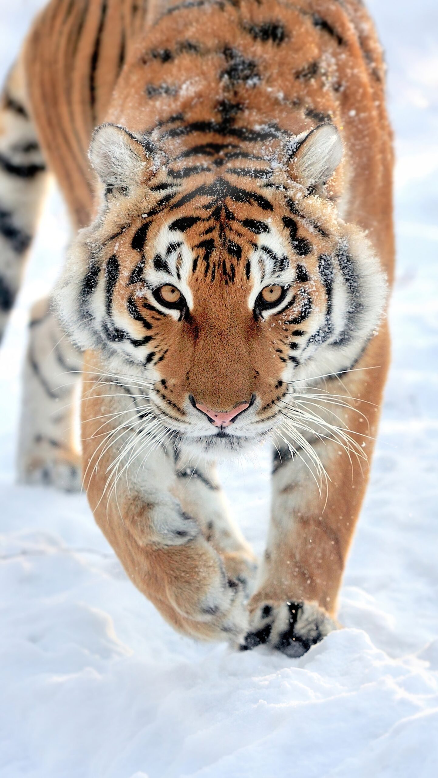 Tigre caminando en la nieve