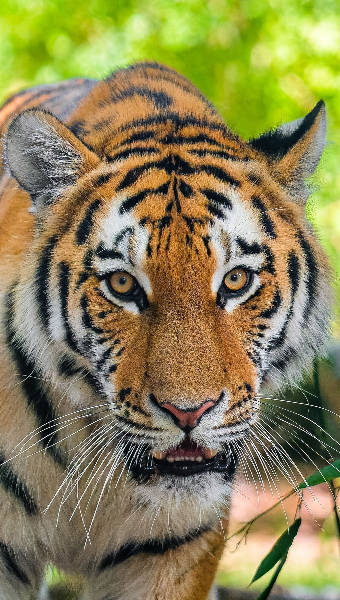 Tigre siberiano