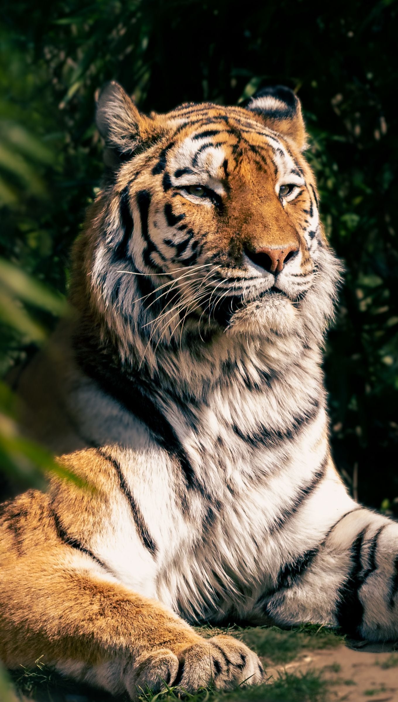 Tigre tomando el sol