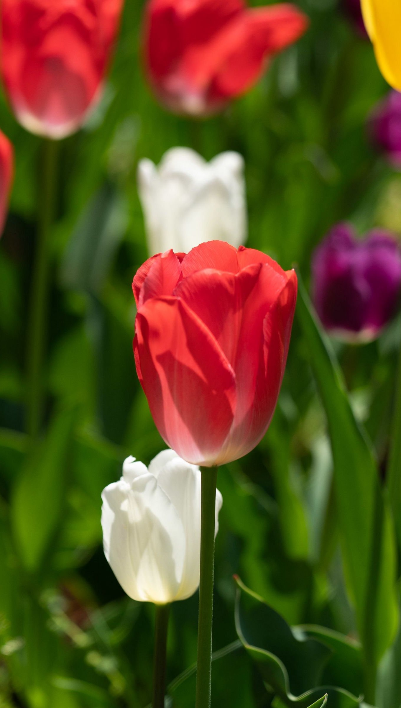 Tulipanes de colores