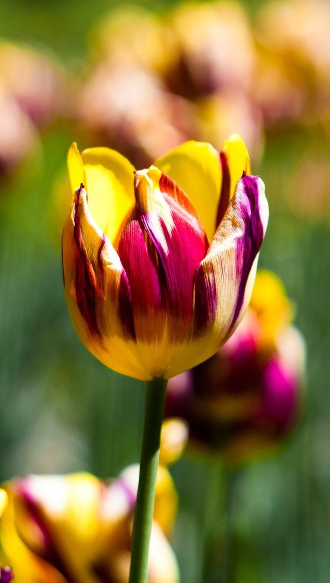 Tulipanes en un jardín