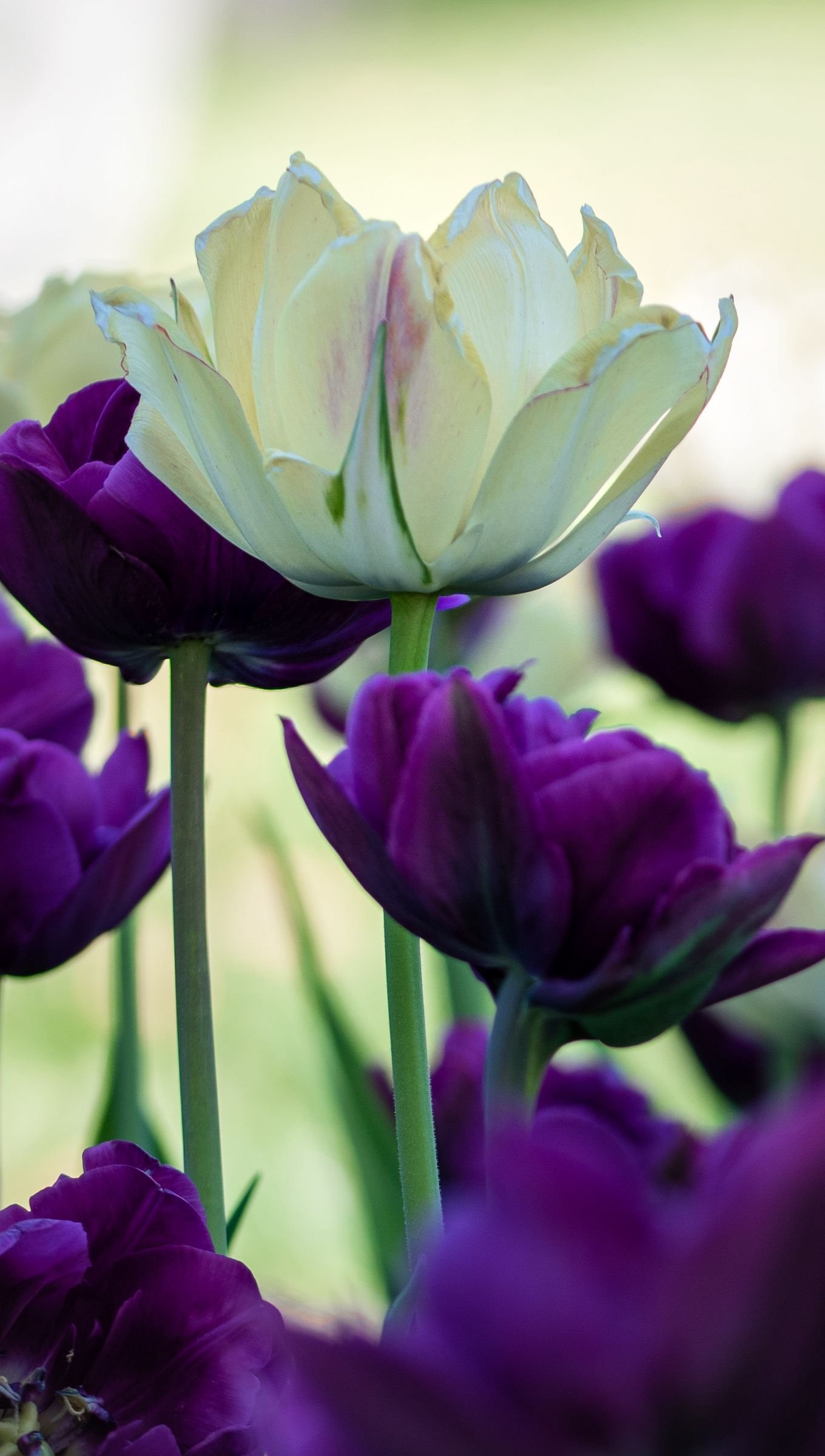 Tulipanes morados y blancos