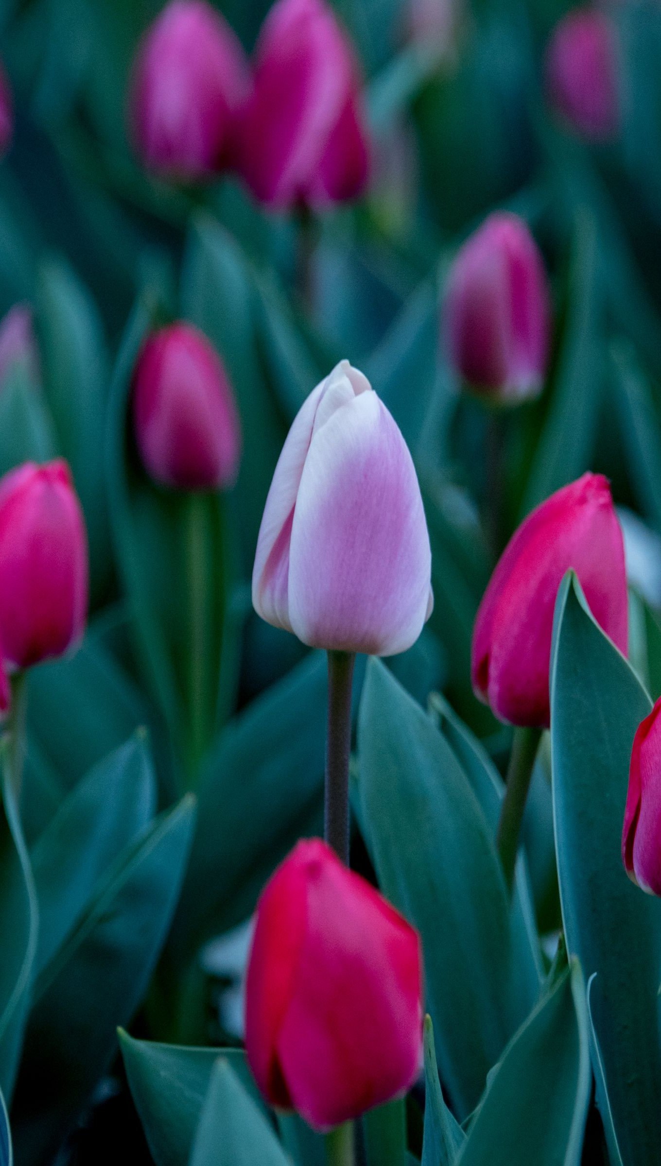 Tulipanes rosas