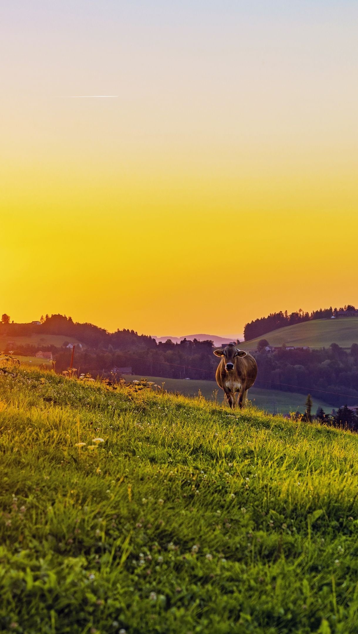 Vaca en el campo