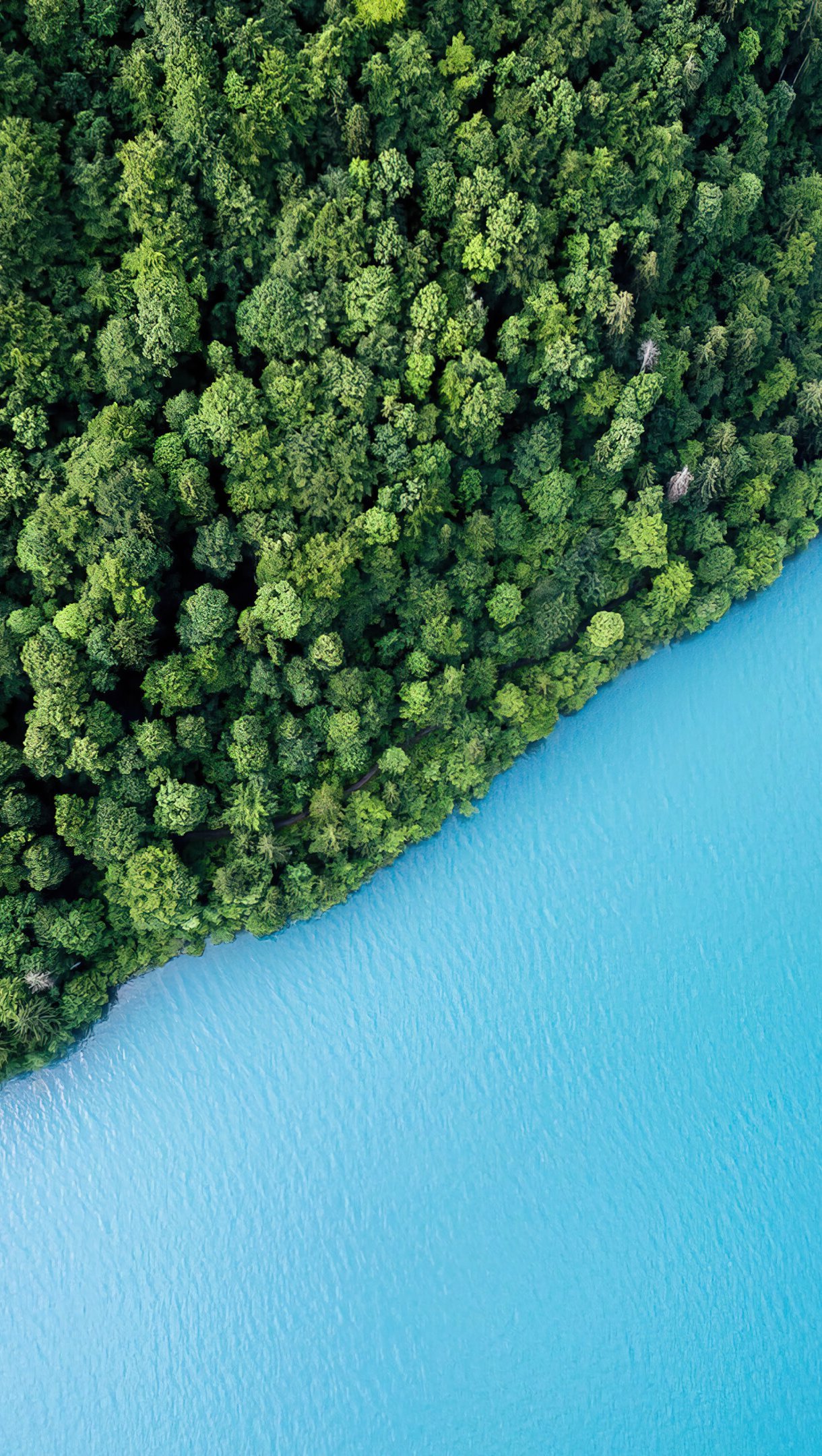 Vista aerea de bosque y lago